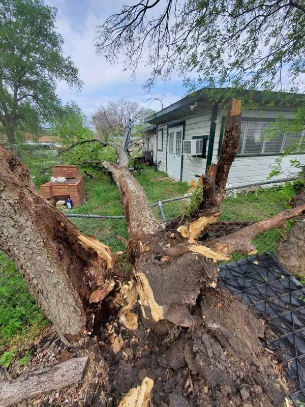 Fallen Tree Removal Services