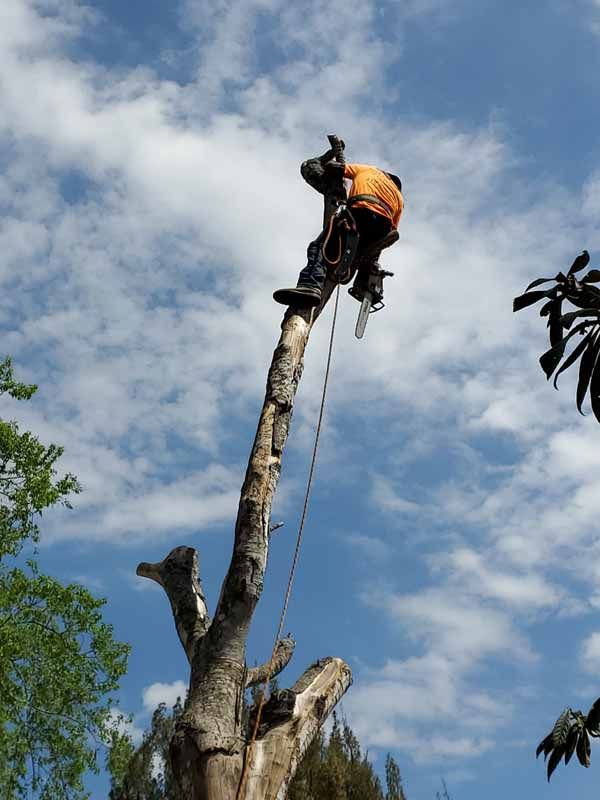 Tree Removal Services